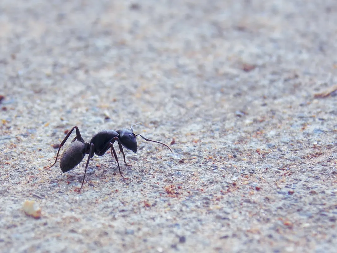 Ant on a textured exterior surface