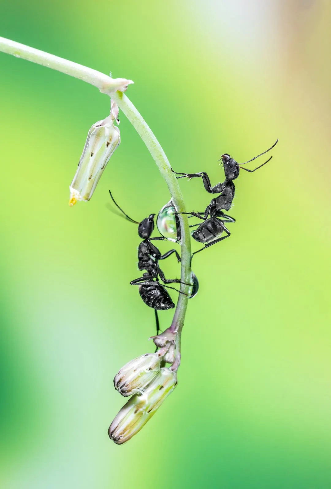 Ants clustered on a plant stem