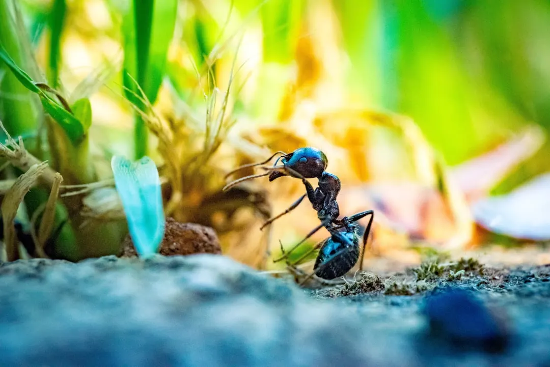 Ants on a ground surface