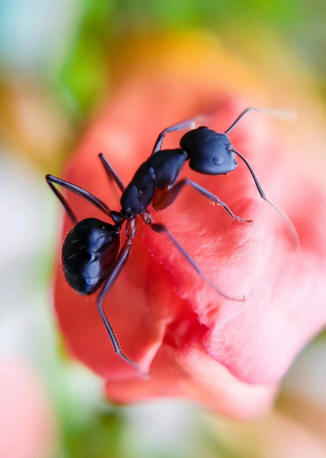 Macro photograph of an ant