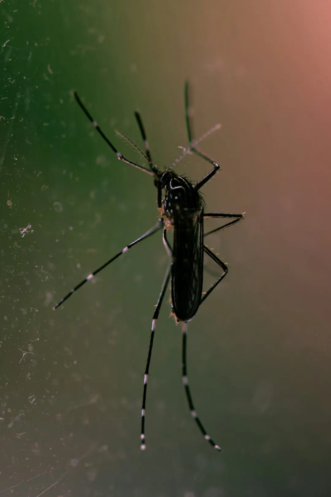 Mosquito macro photograph