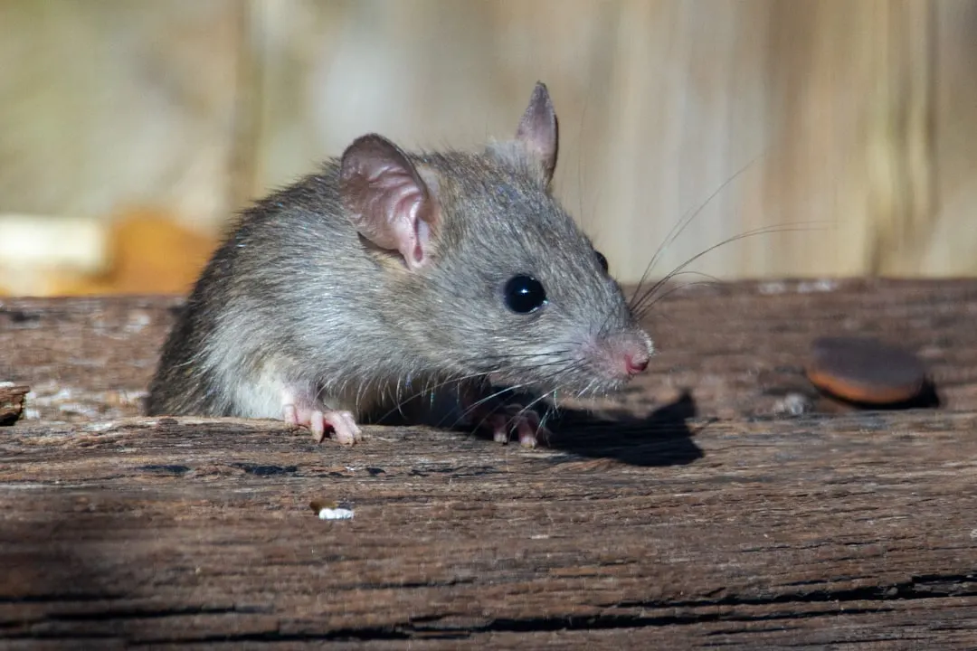 Mouse on a wooden surface