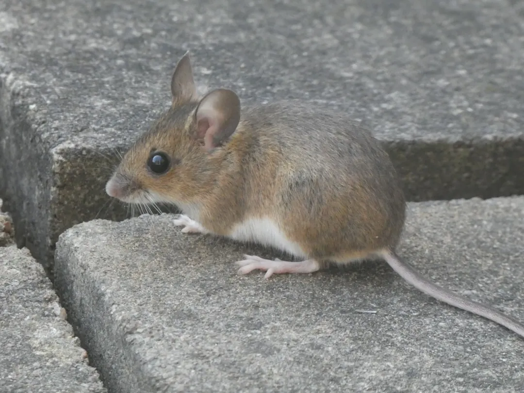 Mouse on an exterior paved surface