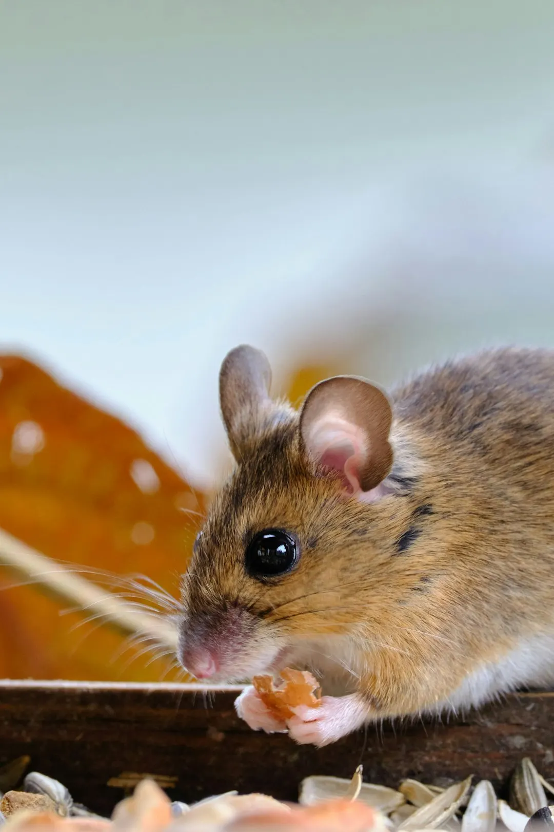 Mouse in a sheltered natural setting