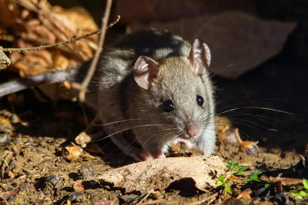Mouse outdoors