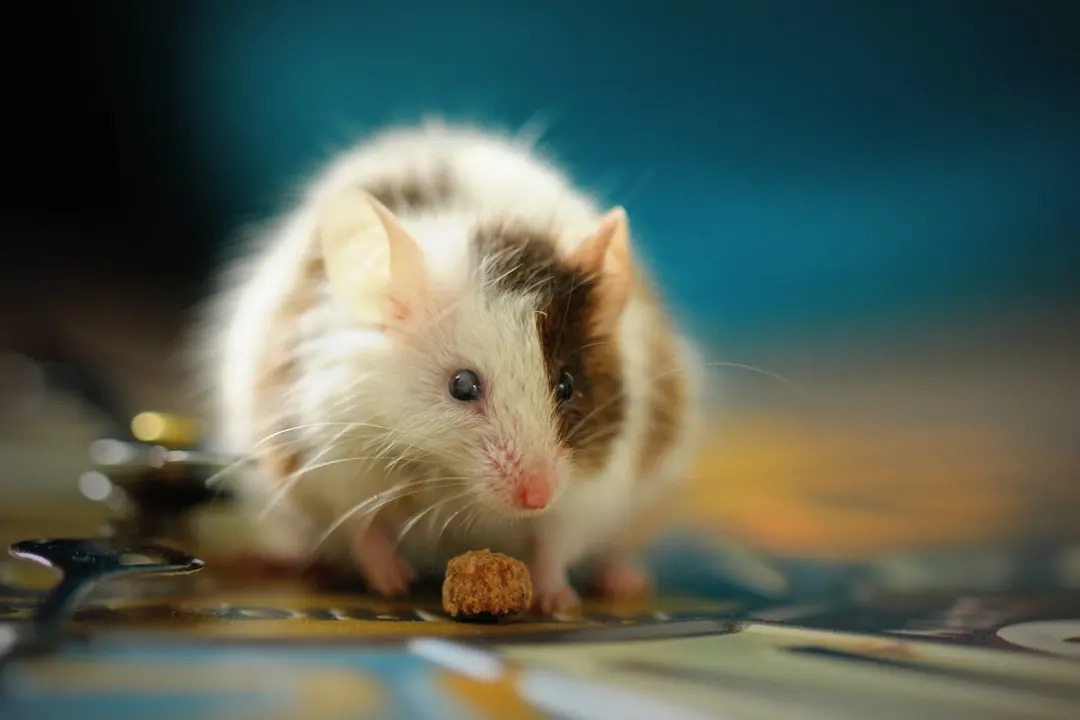 Mouse indoors beside food