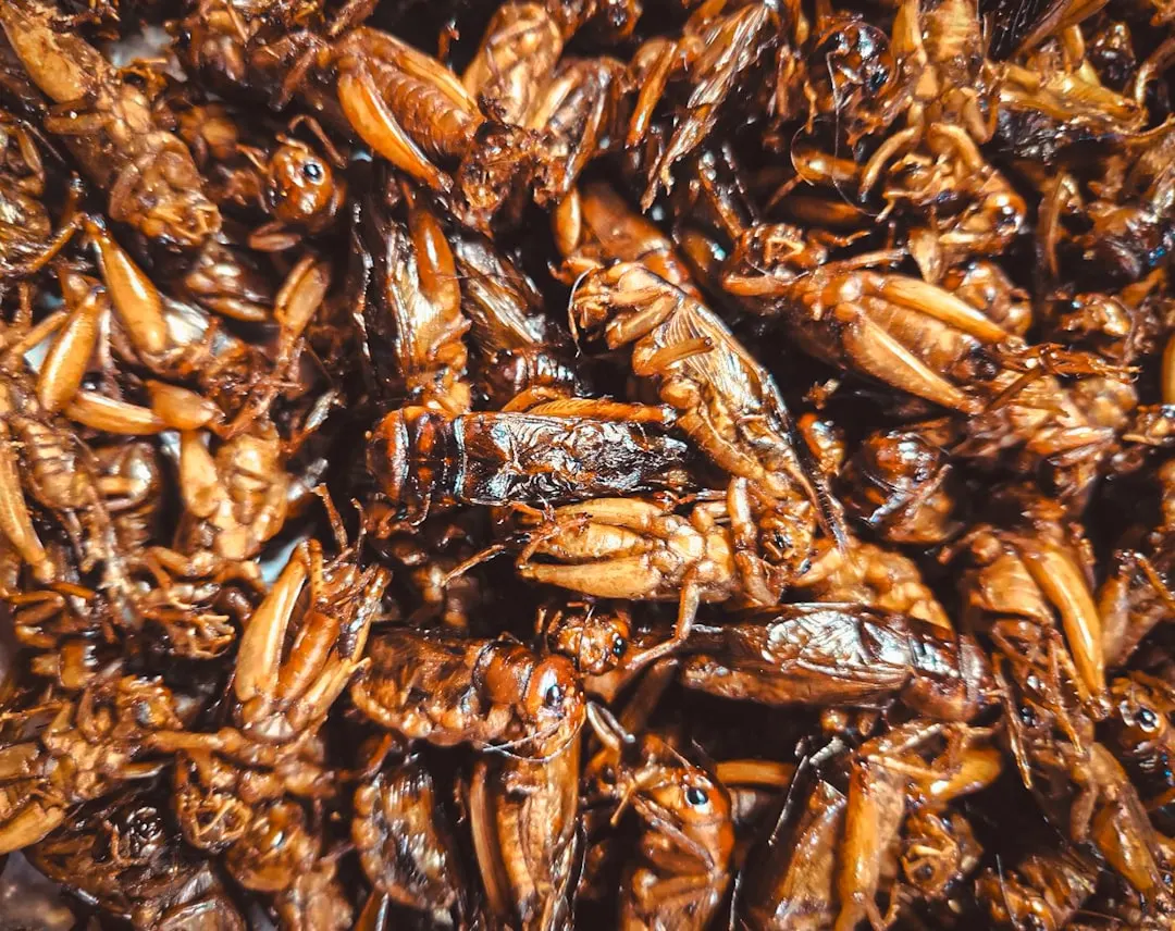 Cluster of crawling insects