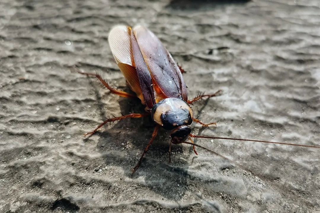 Cockroach on a textured surface
